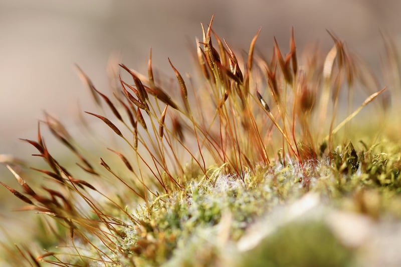 Mossy Pathways