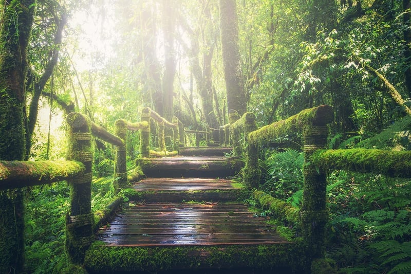 Mossy Garden Pathway
