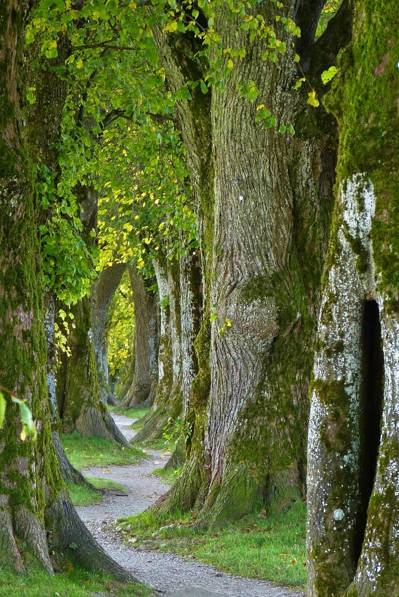 Mossy Pathway
